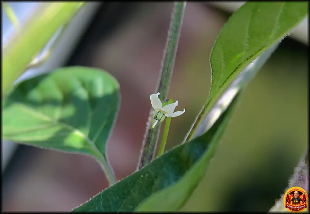 Guatemala Chiltepin