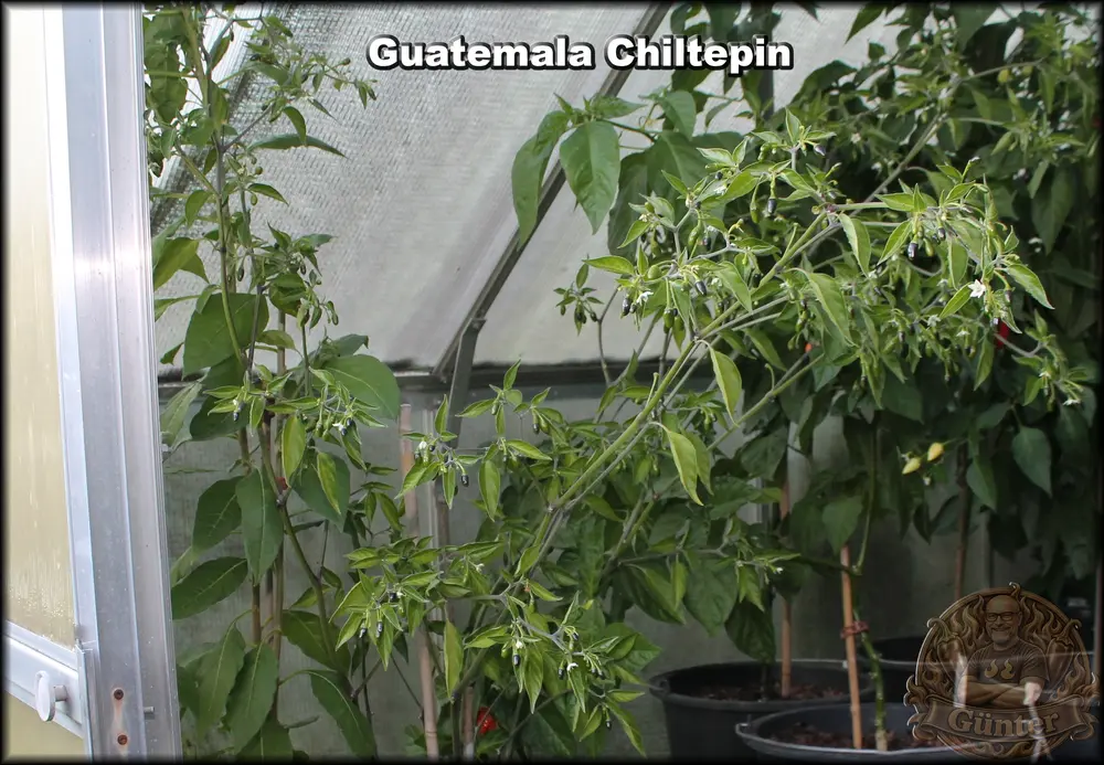 Guatemala Chiltepin.webp