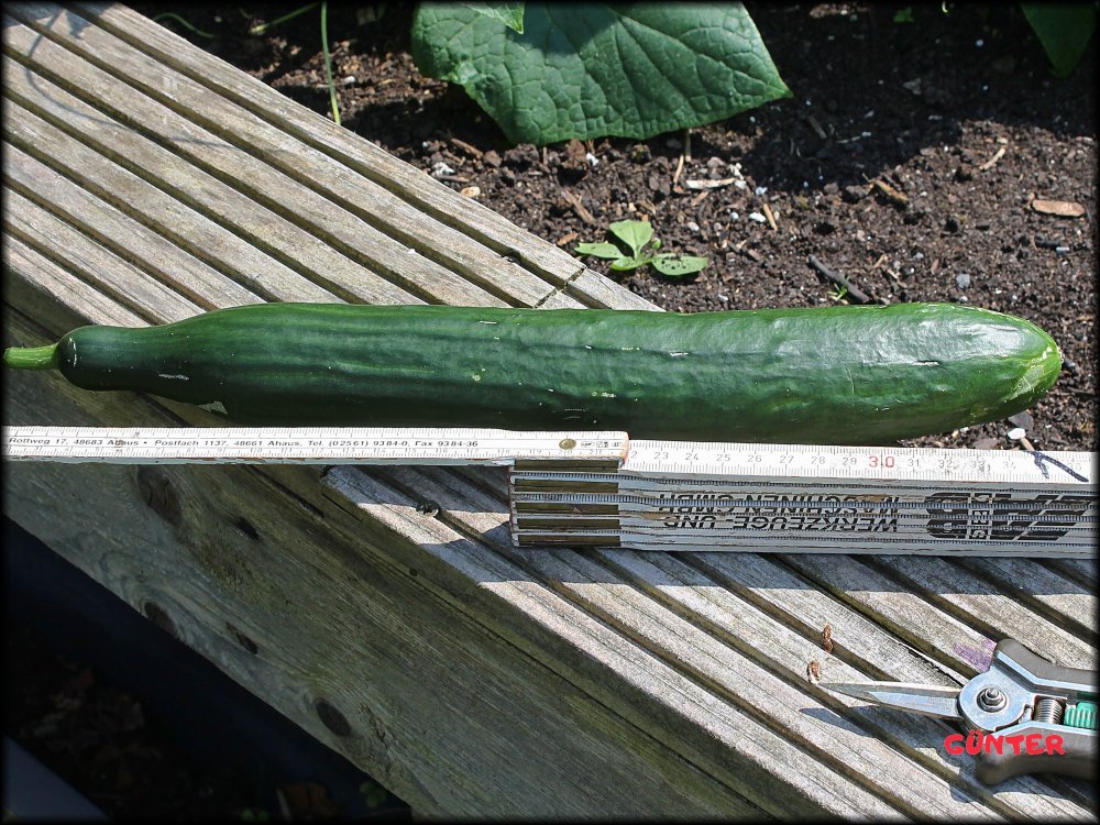 Gurke 20072024_.jpg