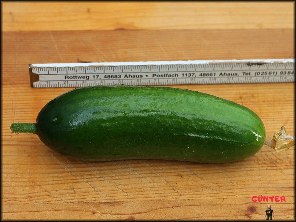 Gurke 26.06.2025_.jpg