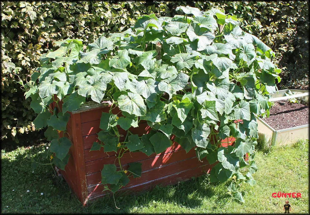 Gurke_29072026_.webp