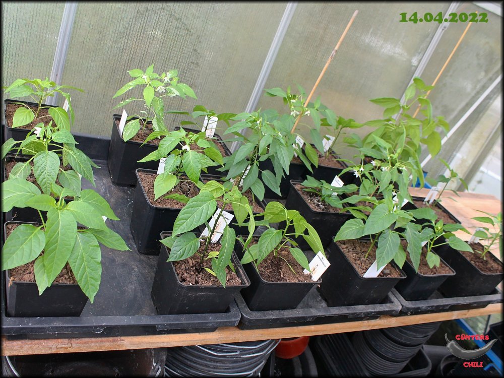 GWH_14042022_.jpg