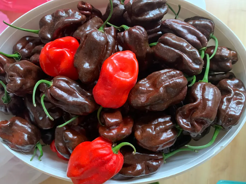 habanero chocolate ernte.webp