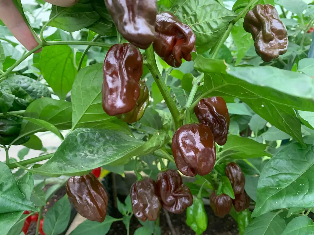habanero chocolate f1 2.webp