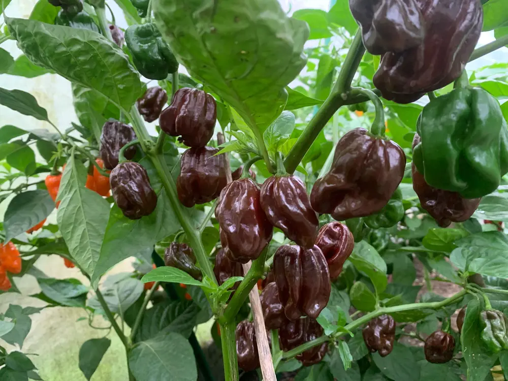 habanero chocolate f1.webp