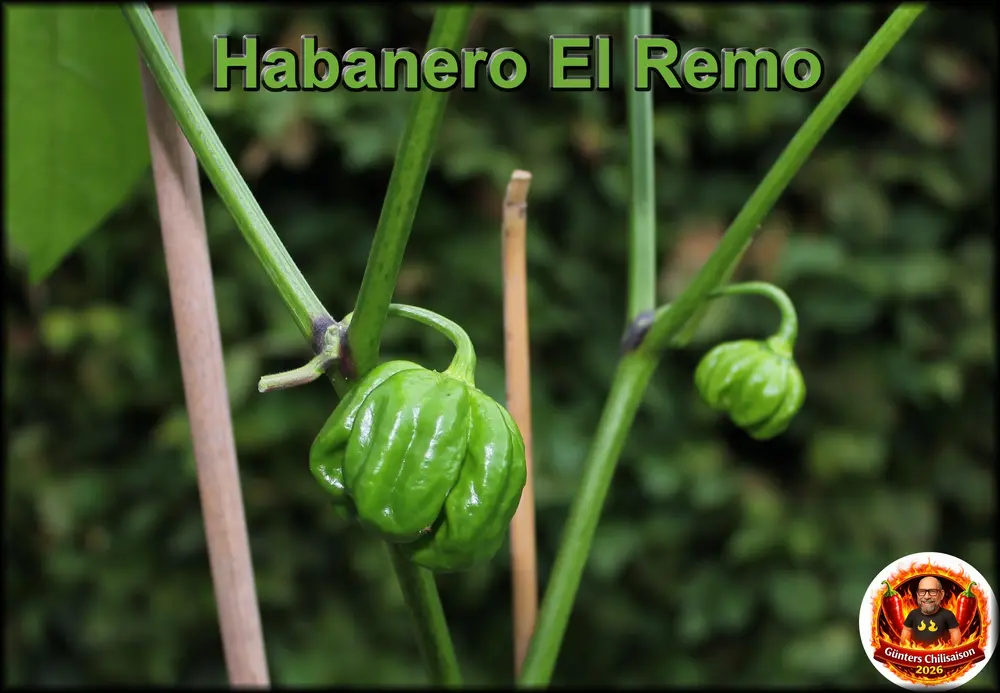 Habanero El Remo 27072026.webp
