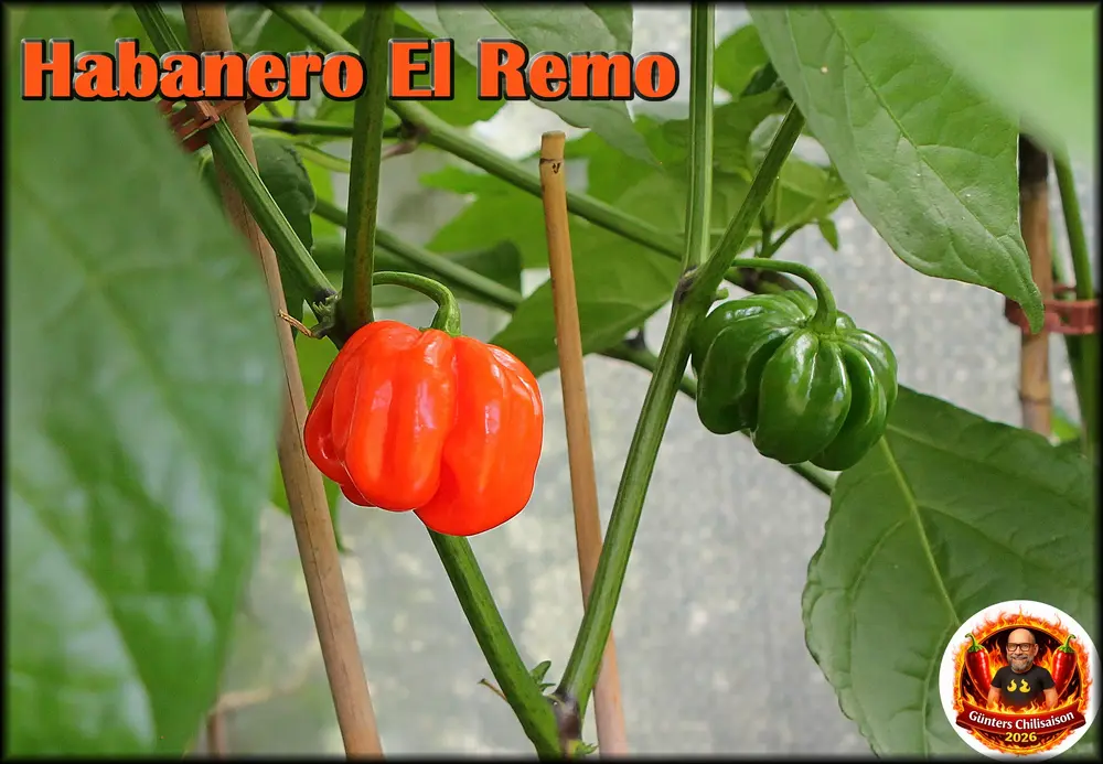Habanero El Remo_.webp