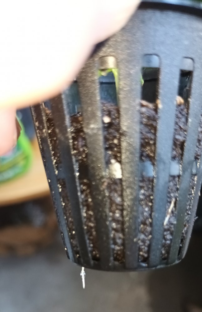 Habanero Gambia Kratky 20230722_083313.jpg