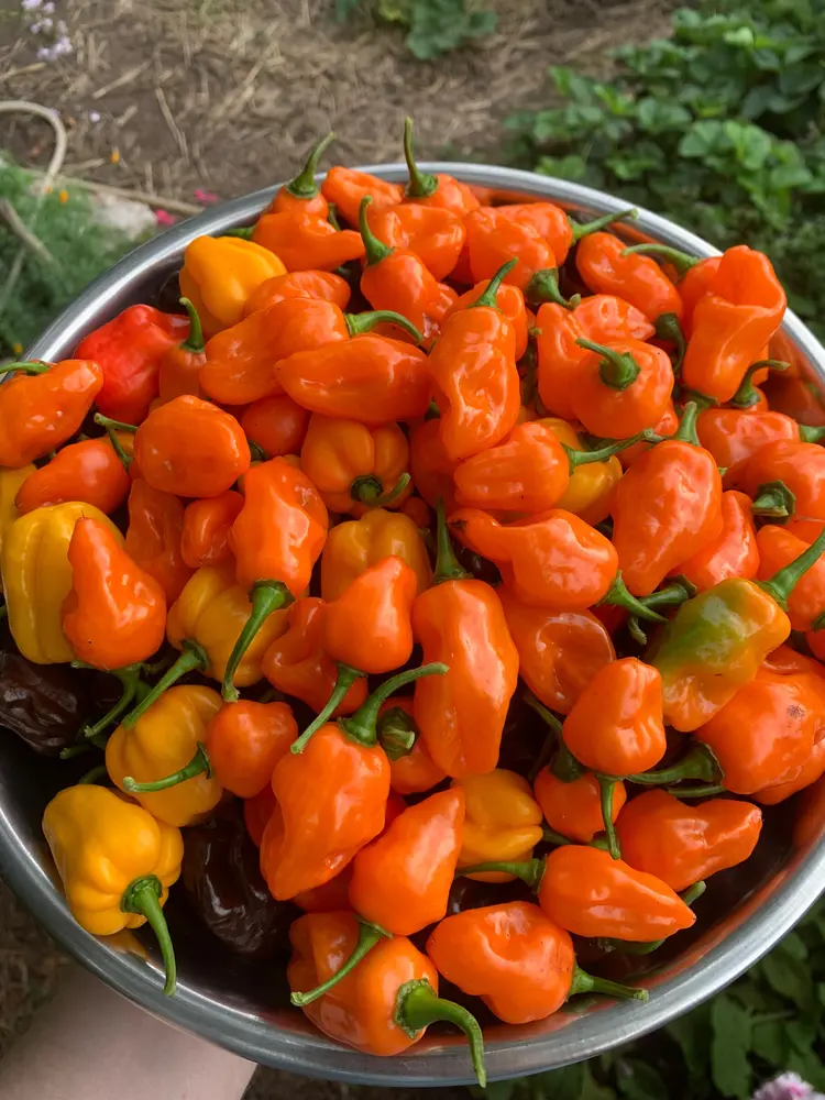 habanero helios ernte.webp