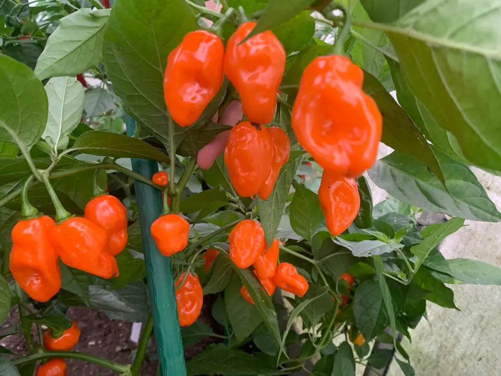 habanero helios.webp