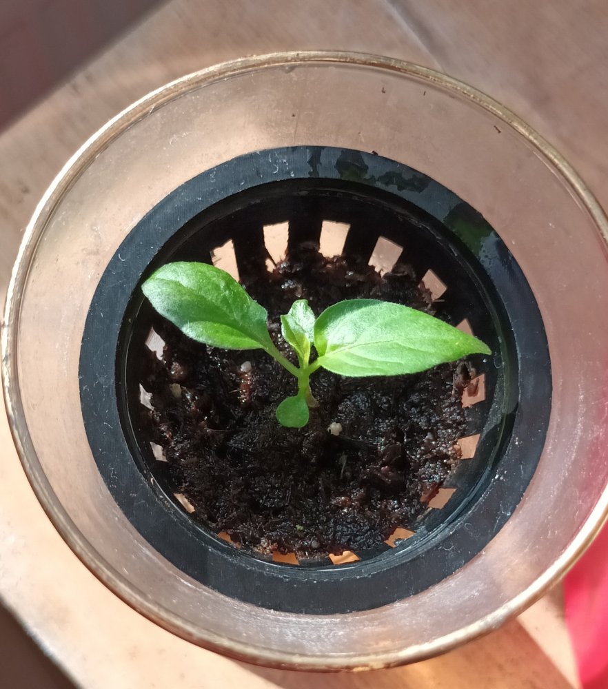 Habanero Kratky 20230722_083350.jpg