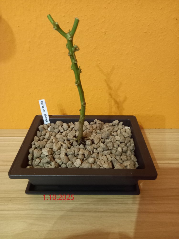 Habanero Orange_bearbeitet-2.jpg