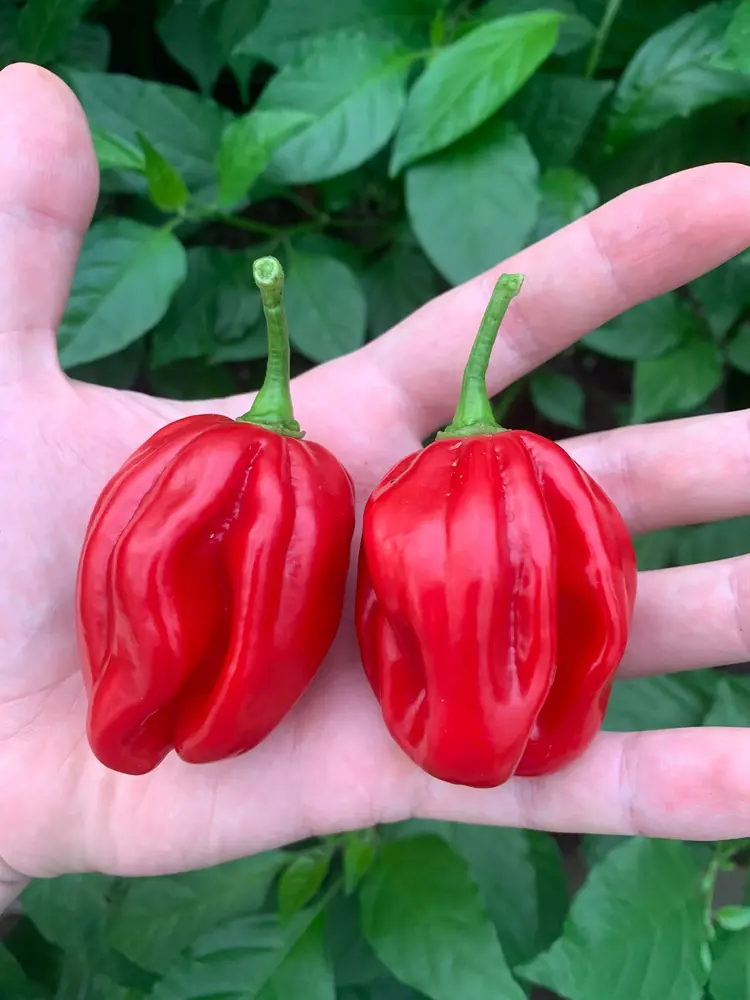 habanero red super f1 2.webp