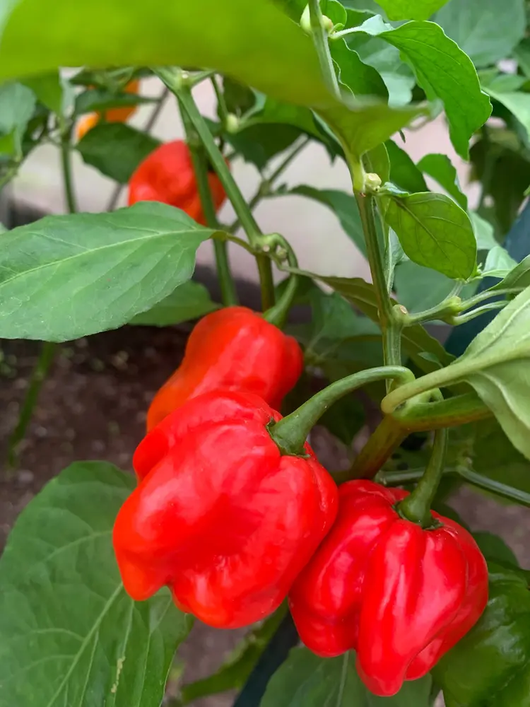 habanero red super f1.webp