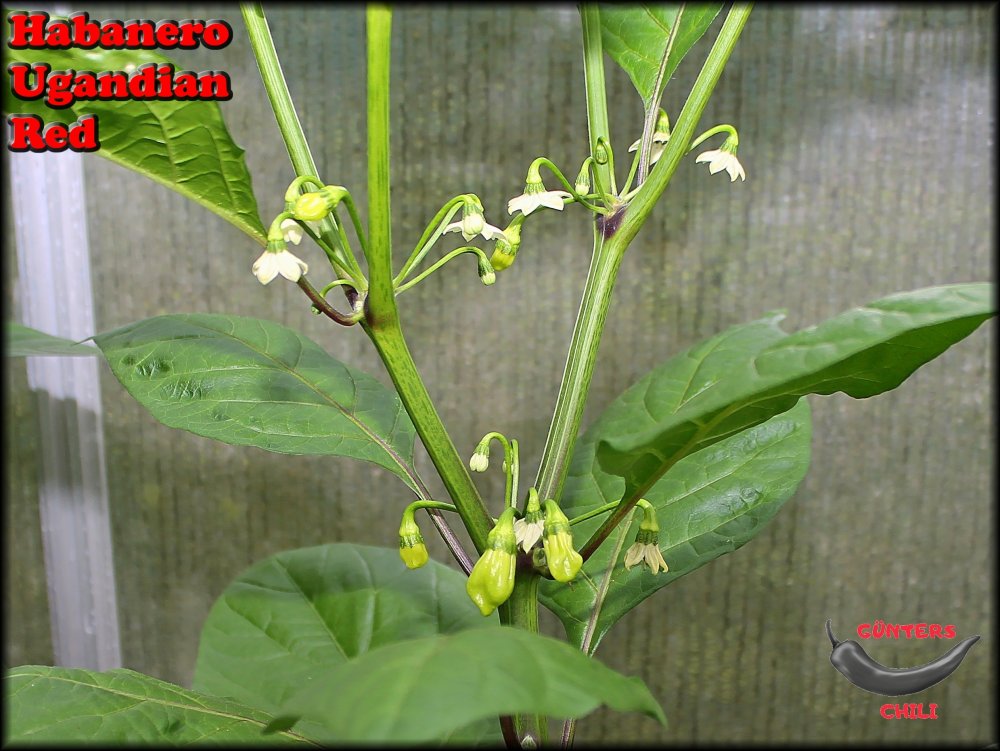 Habanero Ugandian Red_.jpg