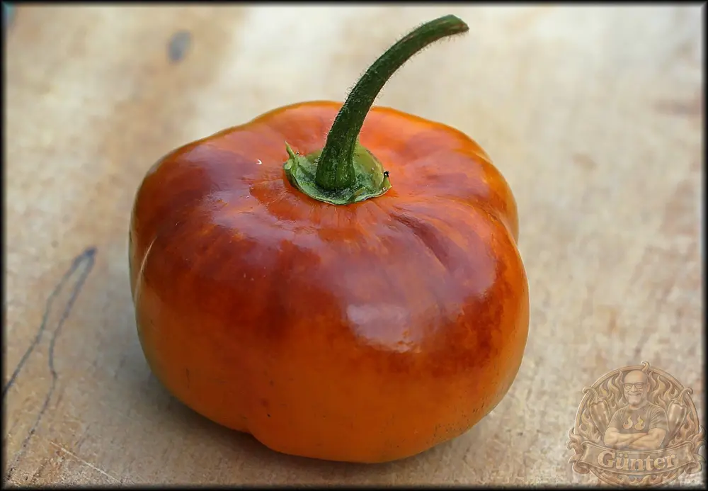 Halloween-Rocoto_.webp