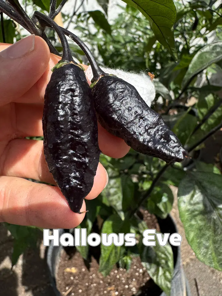 hallows.webp