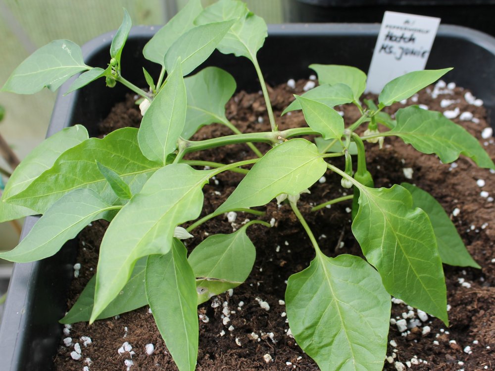 HatchMSJunie 04062019.JPG