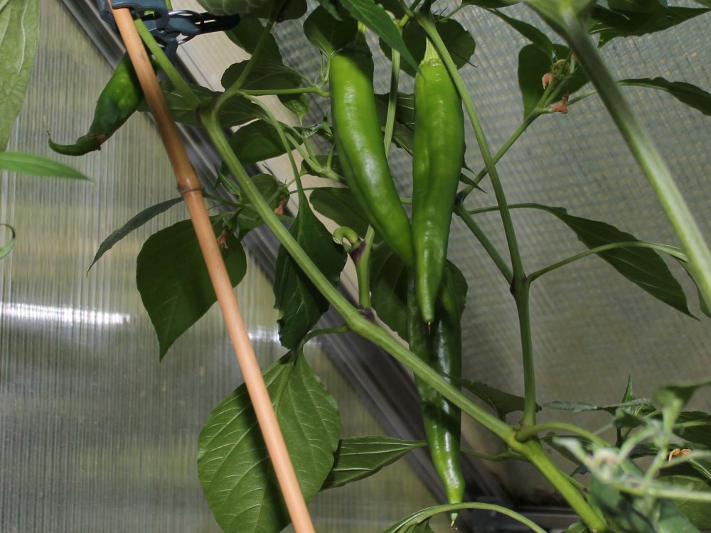 HatchMSJunie 13092019.JPG