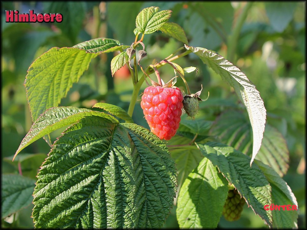 Himbeeren 22062024_.jpg