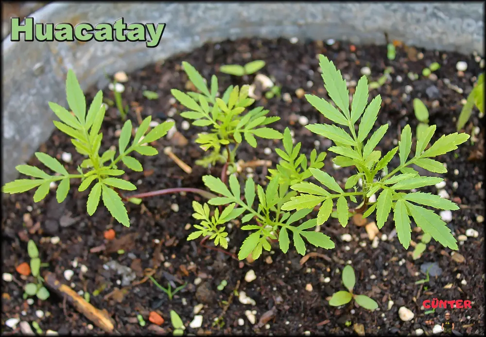 Huacatay 16062026_.webp