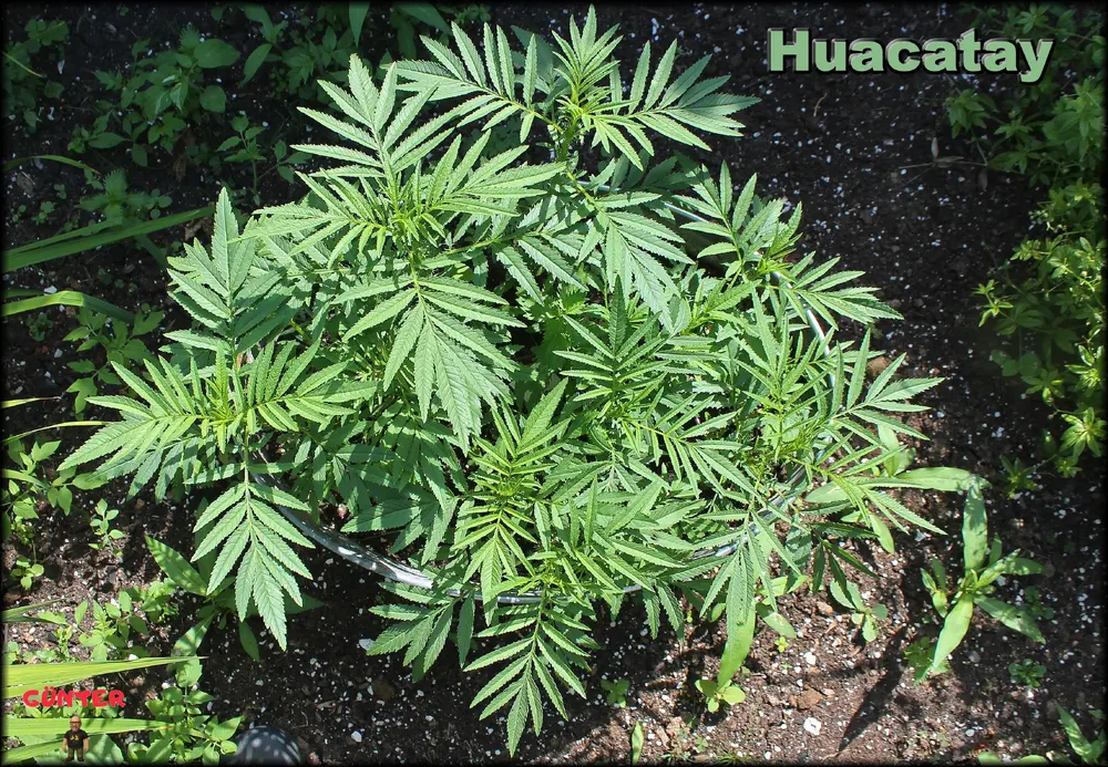 Huacatay 29062026_.webp