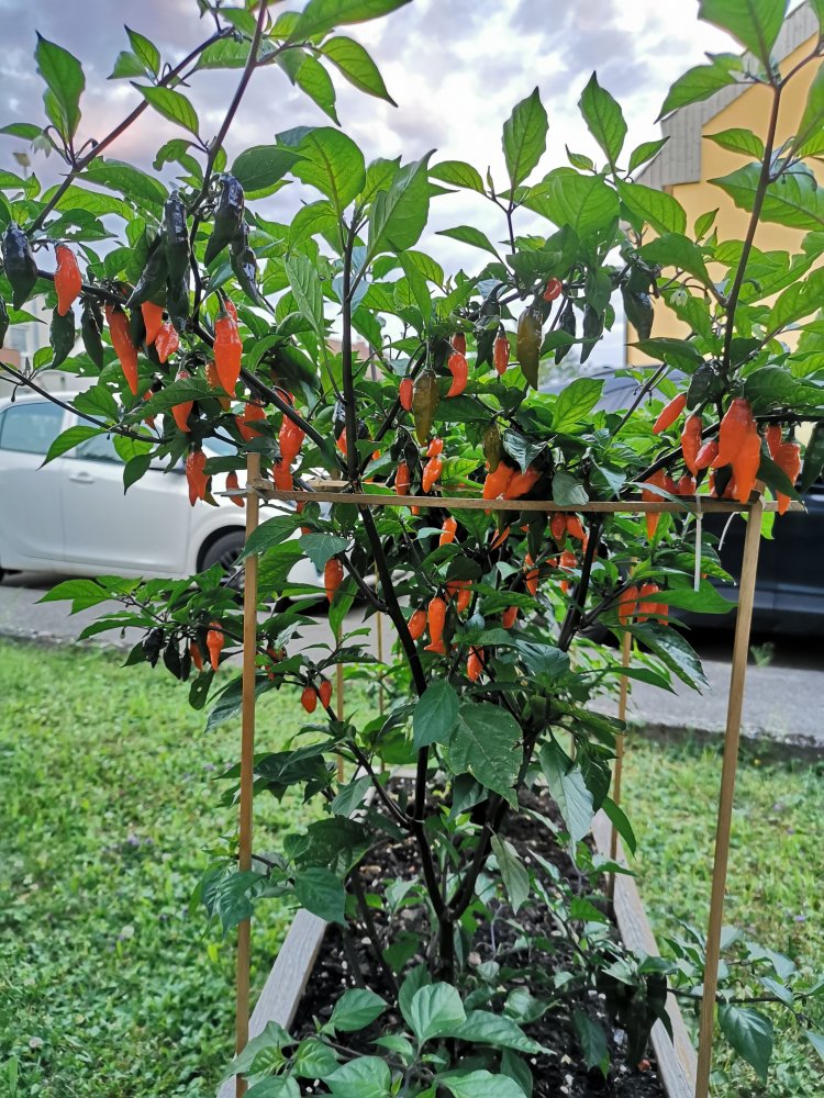 IMG_20200717_210945.jpg
