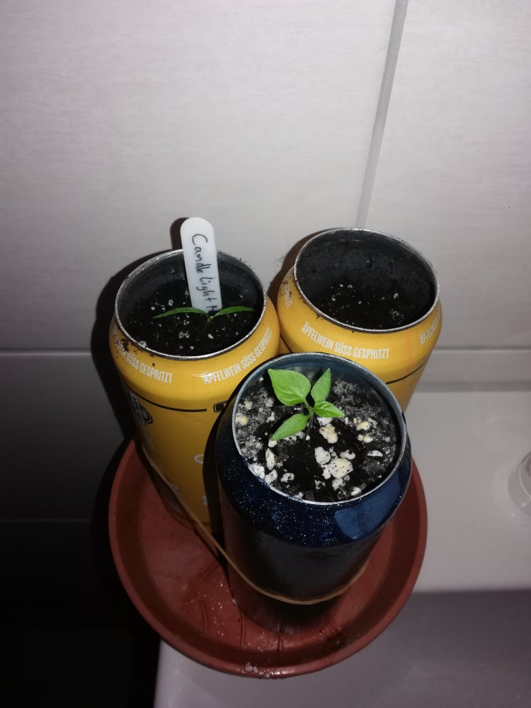 IMG_20201206_143333.jpg