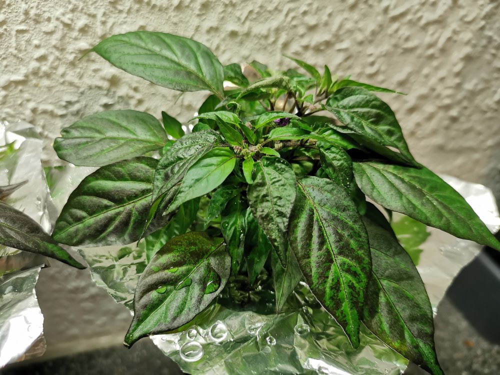 IMG_20201230_223556.jpg