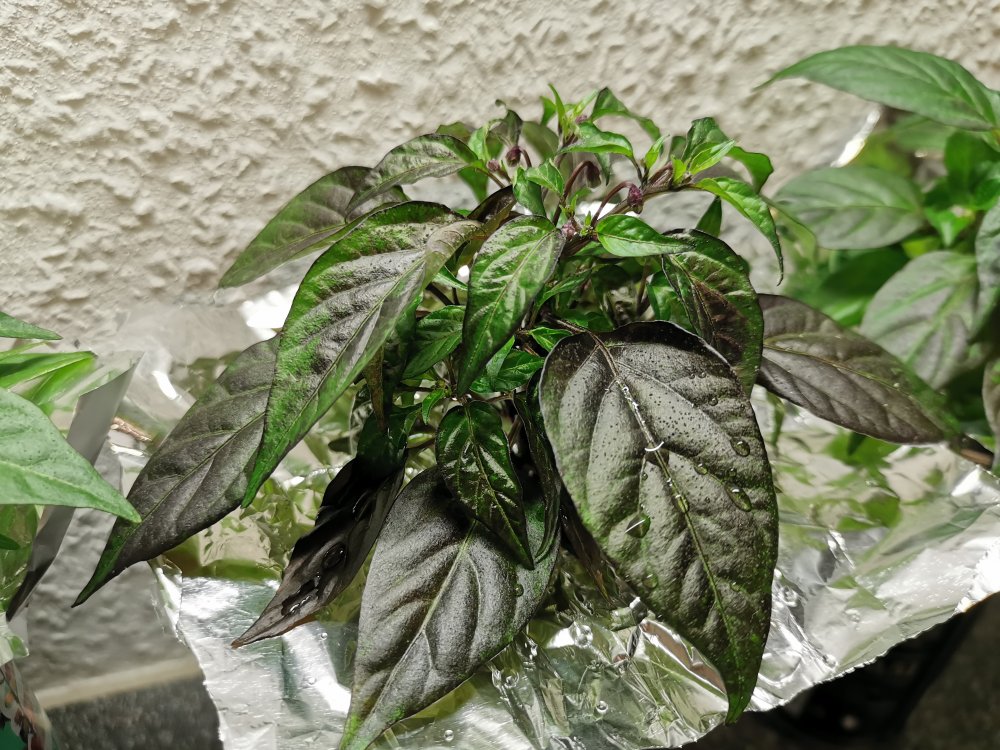 IMG_20201230_223612.jpg
