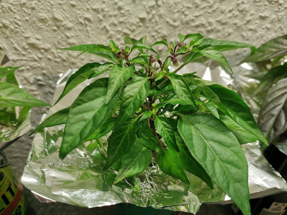 IMG_20201230_223630.jpg