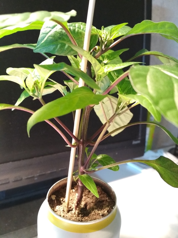 IMG_20201231_091354.jpg