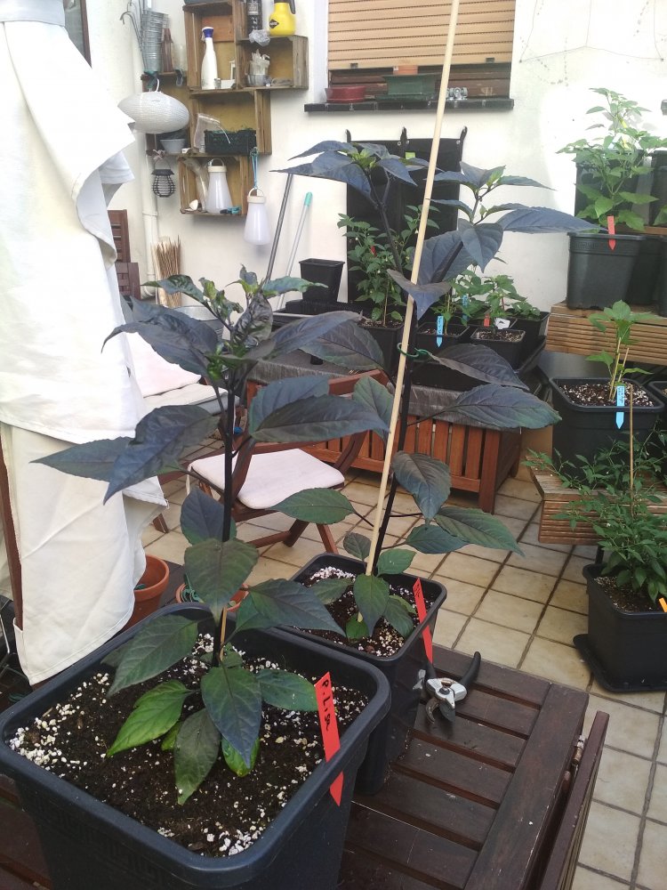 IMG_20220615_083315.jpg