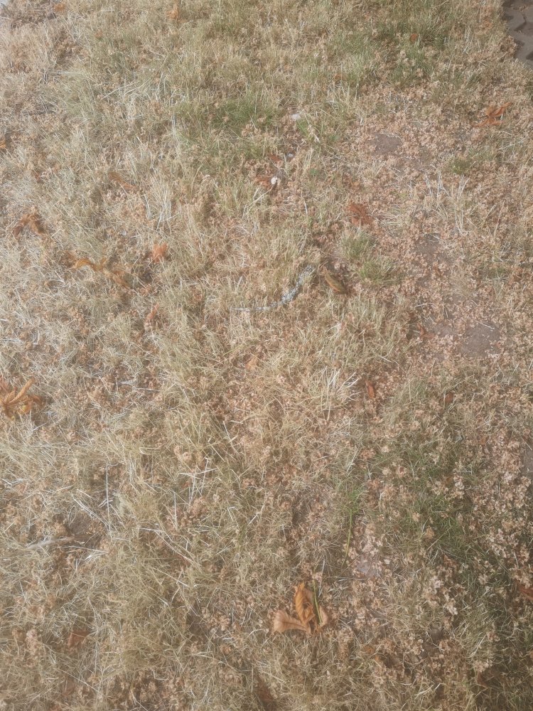 IMG_20230622_154536.jpg