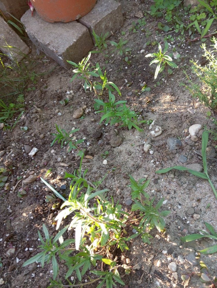 IMG_20230707_195653.jpg