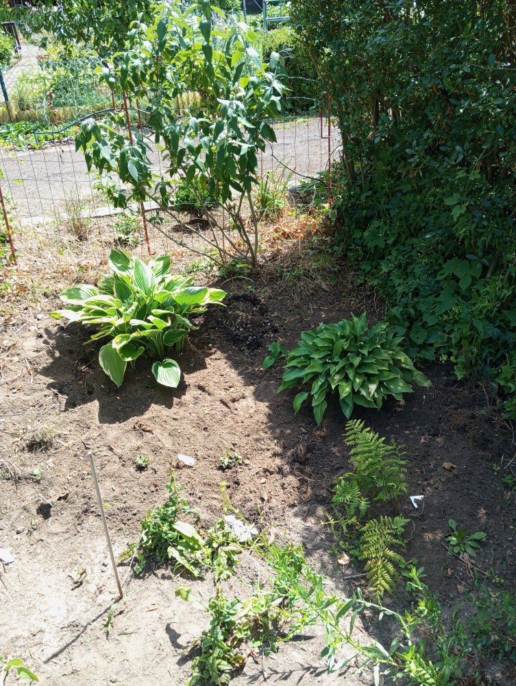 IMG_20230710_134252.jpg