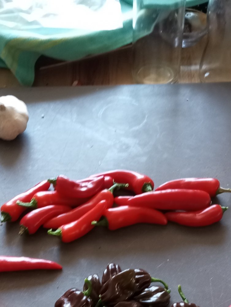 IMG_20230826_112557 - Kopiert.jpg
