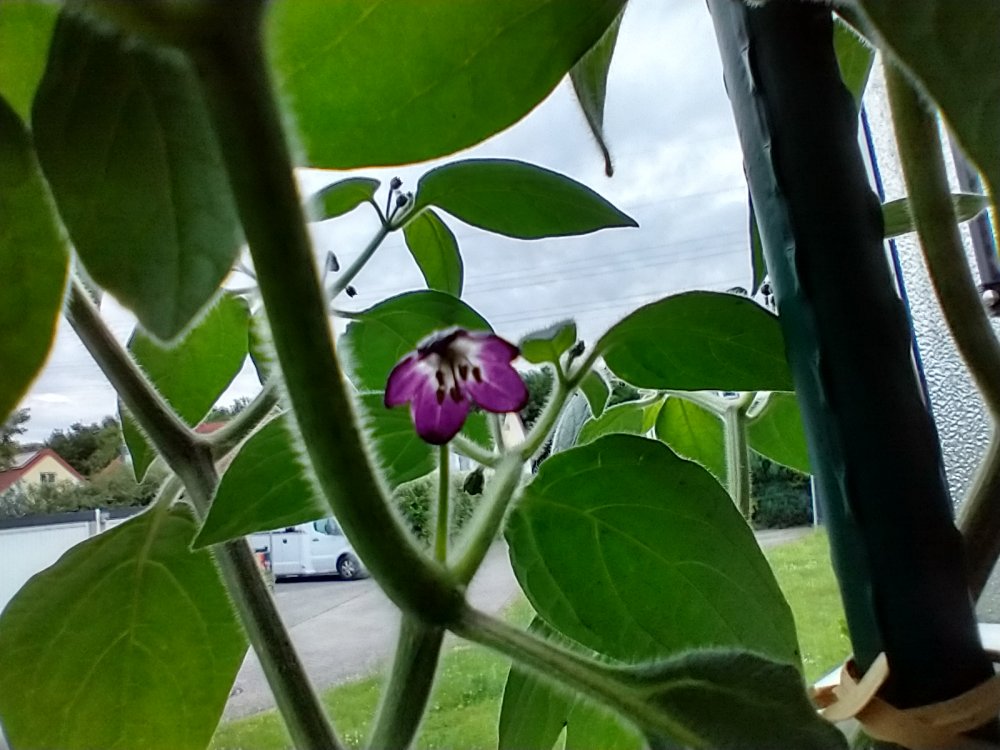 IMG_20240613_202039813_HDR.jpg