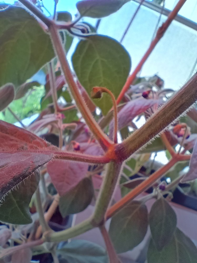 IMG_20250628_175522482_HDR.jpg