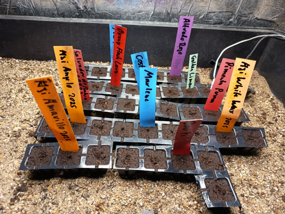 Thema 'Capsicum 2026'