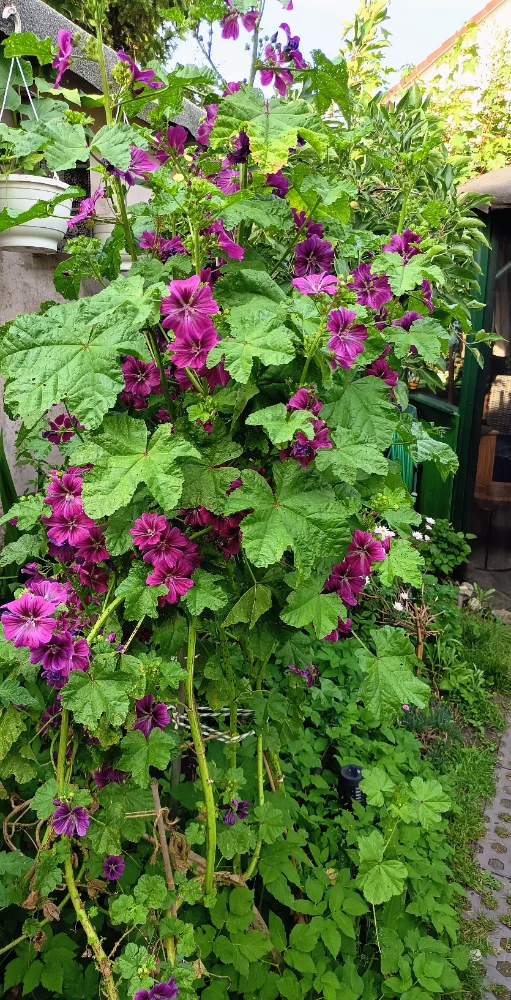 IMG_20260601_183820~2.webp