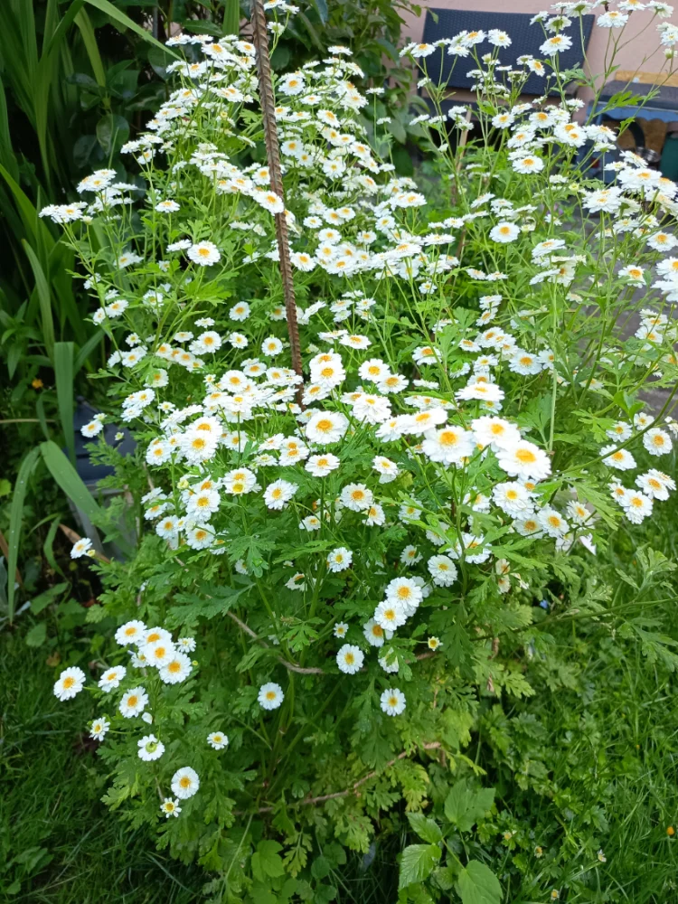 IMG_20260610_191519.webp