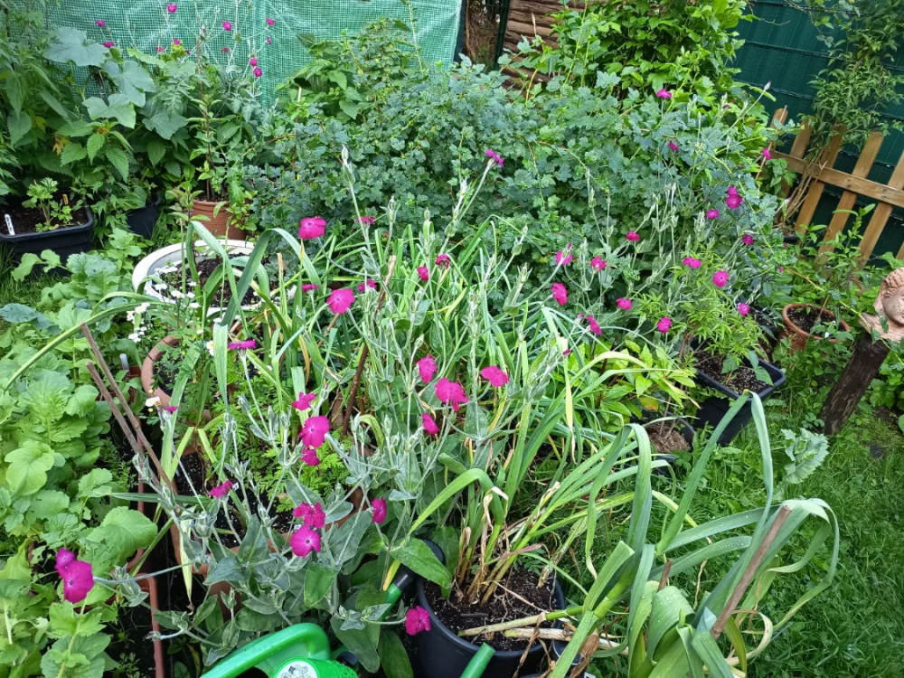IMG_20260610_191727.webp