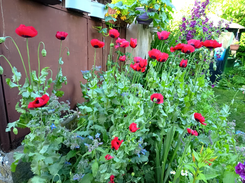 IMG_20260615_180912.webp