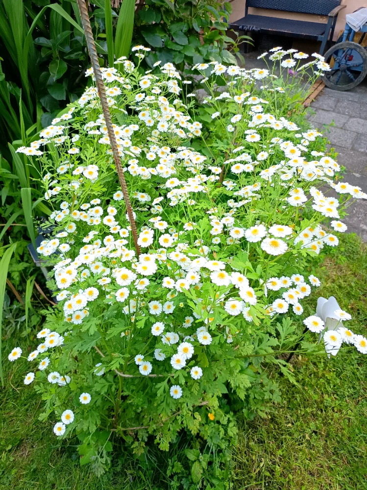 IMG_20260615_184809.webp