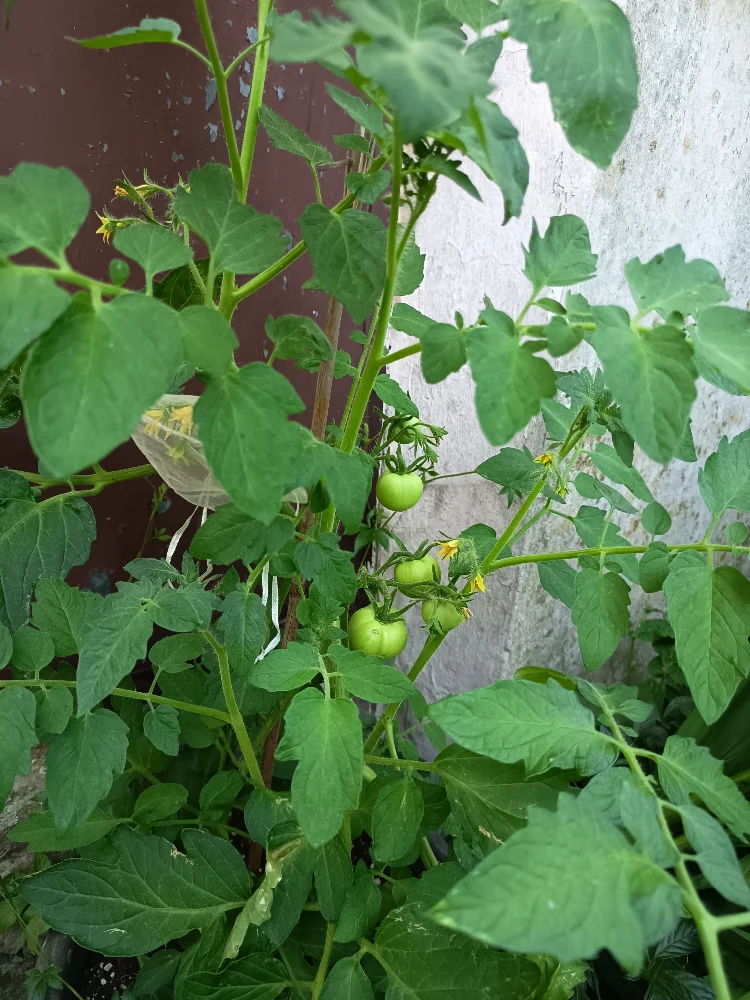 IMG_20260625_191634.webp