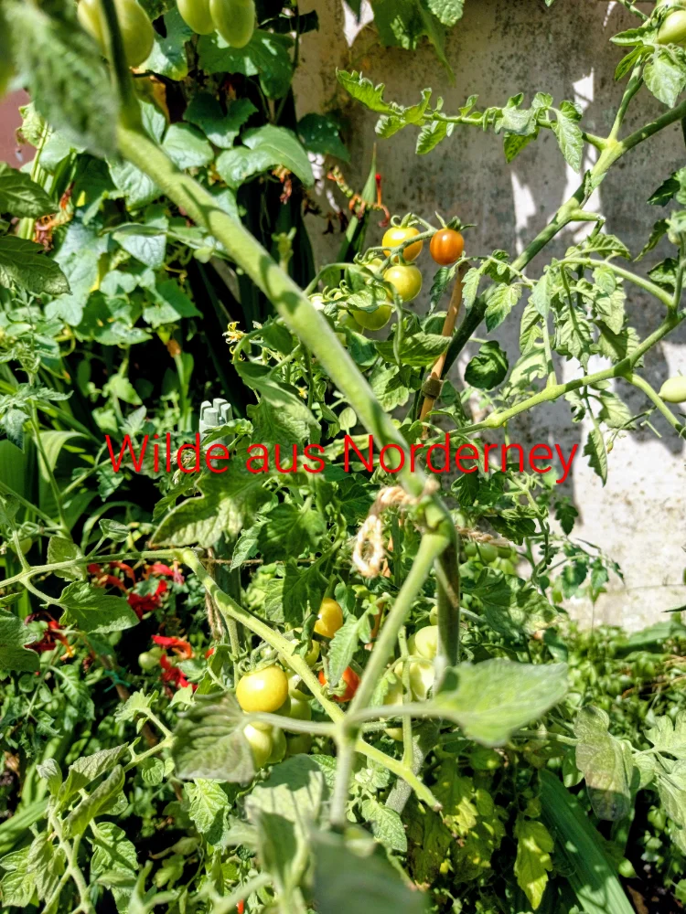 IMG_20260713_145233~2.webp
