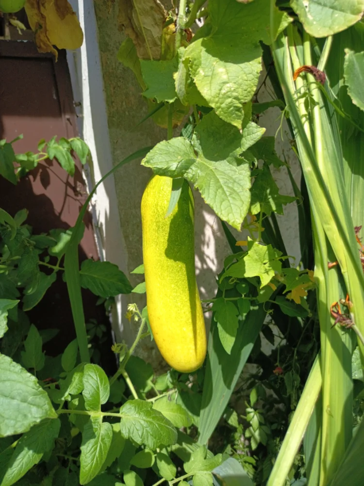 IMG_20260713_145244.webp