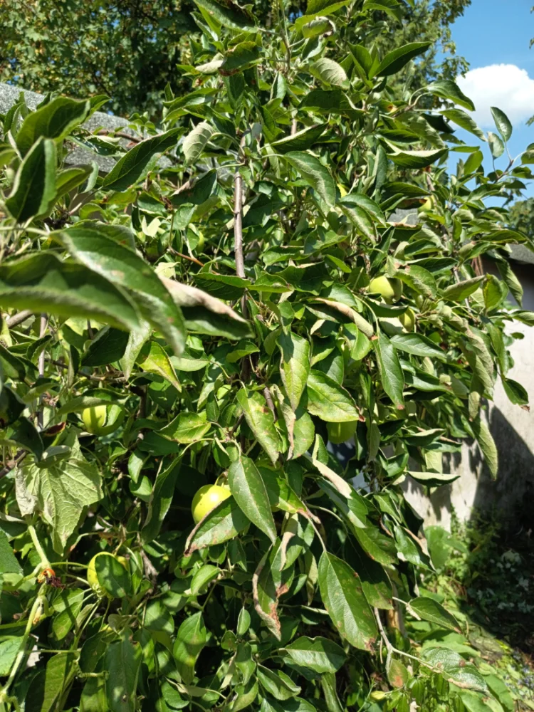 IMG_20260713_145330.webp