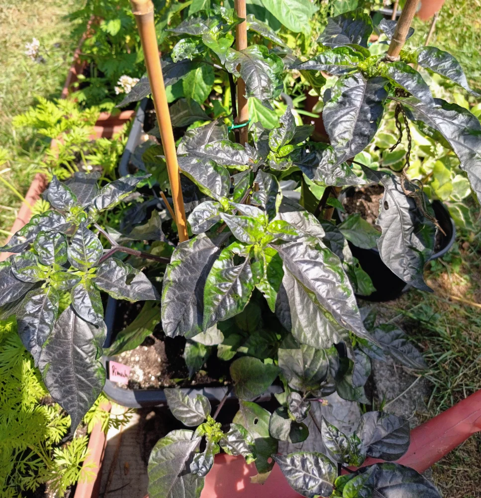 IMG_20260713_150754~2.webp